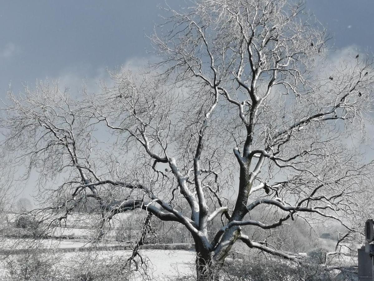 A Bird House Homestay Belper